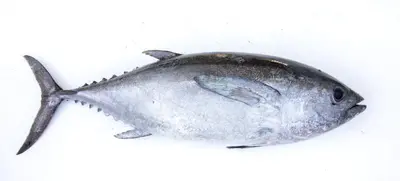 Blackfin Tuna Fillet