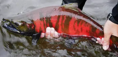 Red Cherry Salmon